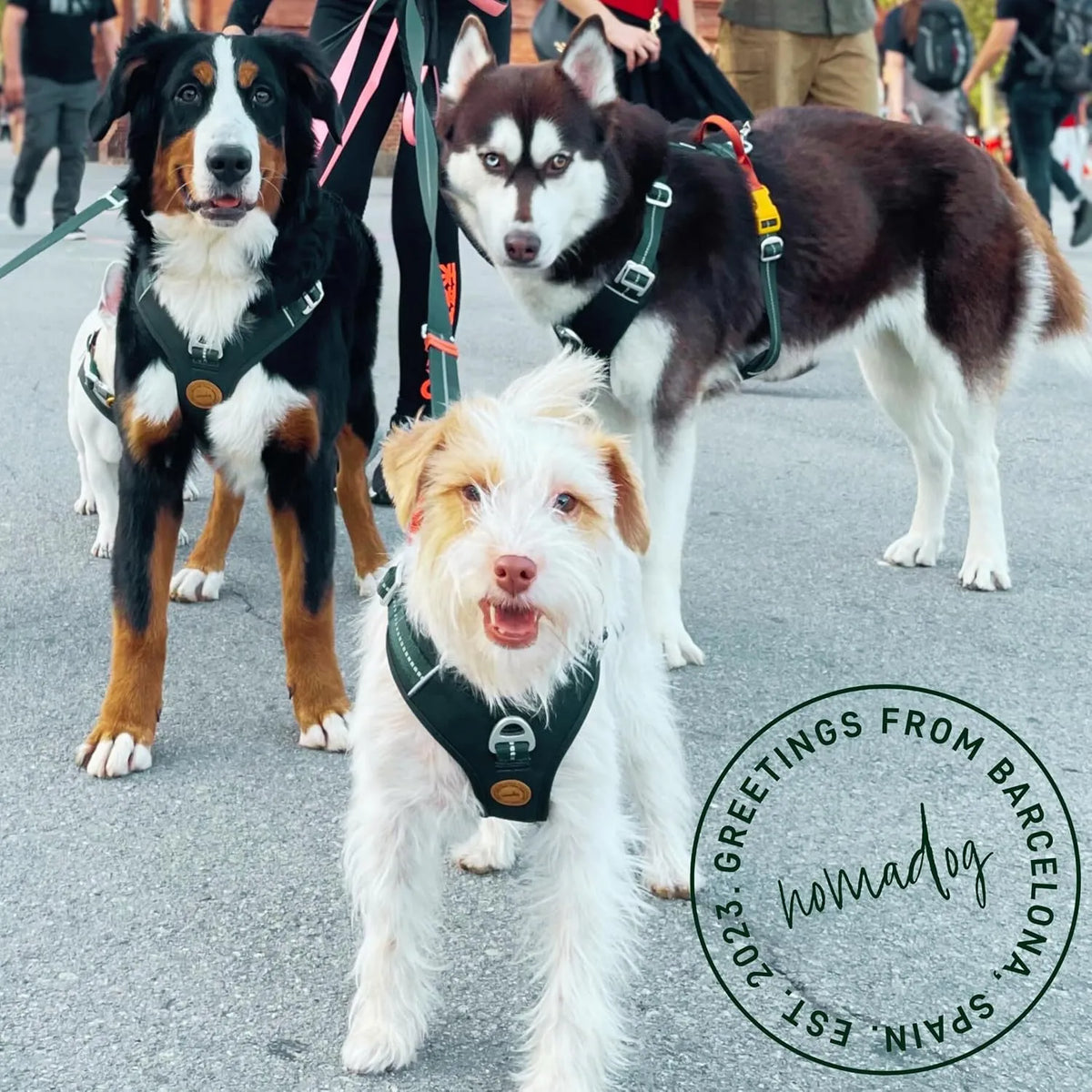 Nomadog Oprsnica Za Pse Trailblazer